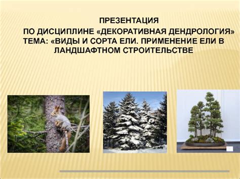 Применение сосны и ели в медицине и строительстве