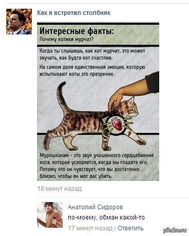 Причины мурлыкания кошки