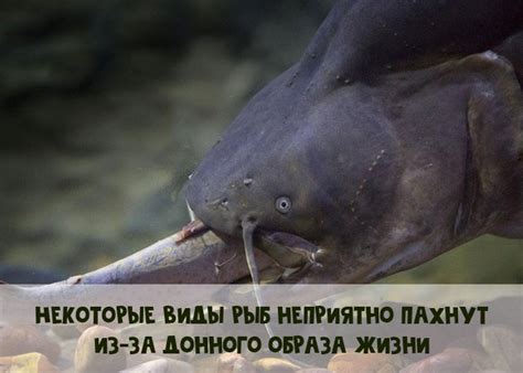 Причины постоянного запаха рыбы в организме