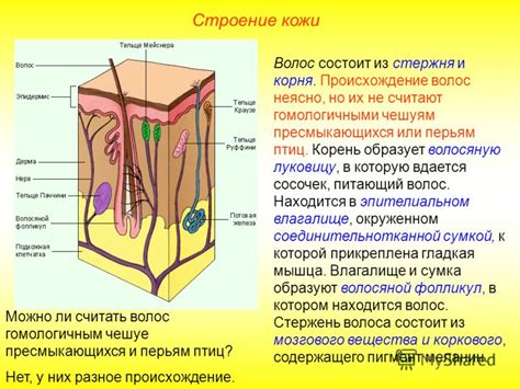 Происхождение волос