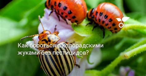Профессиональные способы борьбы с серыми жуками