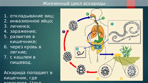 Профилактика возникновения червей