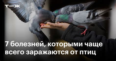 Профилактика заболеваний птиц