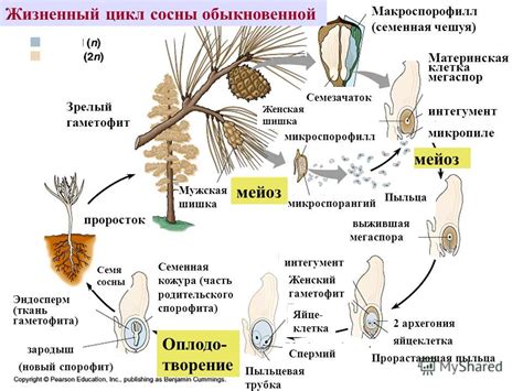 Процесс развития потомства у ахатин