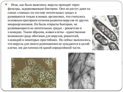 Процесс размножения вирусов на питательных средах