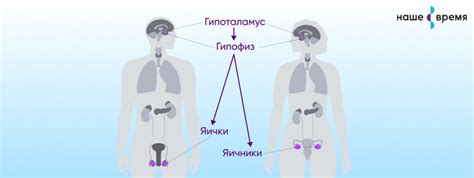 Психологическое влияние на процесс полового созревания