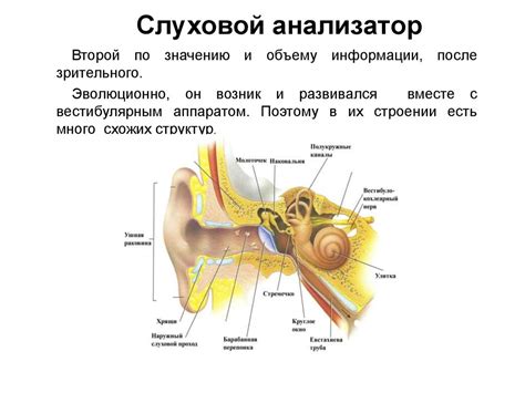 Различные методы обтурации слухового прохода