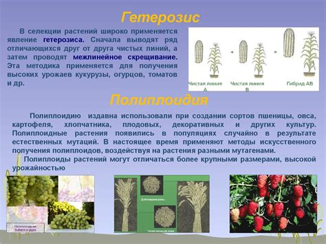 Размножение и селекция сортов