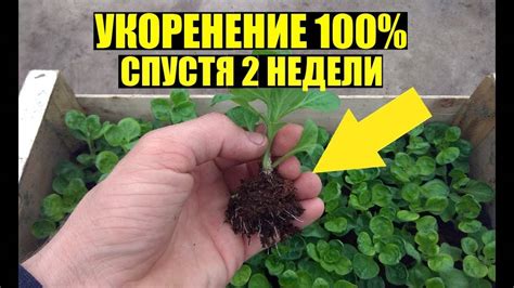 Размножение и укоренение