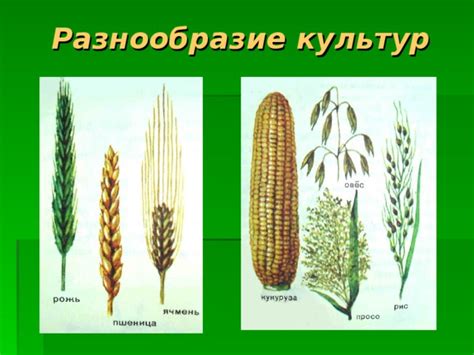 Разнообразие подкармливаемых культур