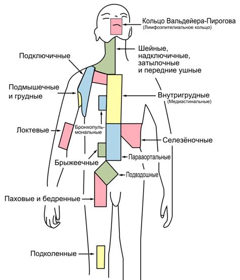Распределение лимфоузлов по всему телу