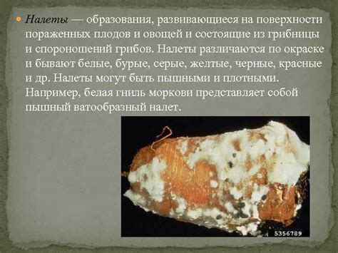 Регулярный осмотр и удаление пораженных плодов