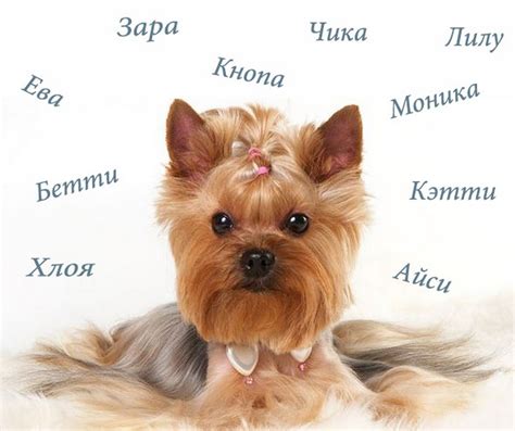 Рокки: имя для собаки