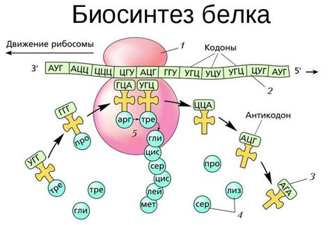 Роль биосинтеза углеводов и белков