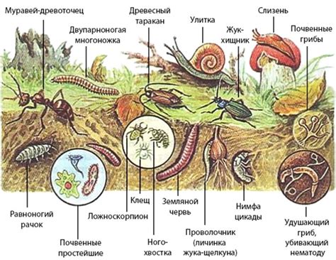 Роль гусей и гагарочек в экосистеме