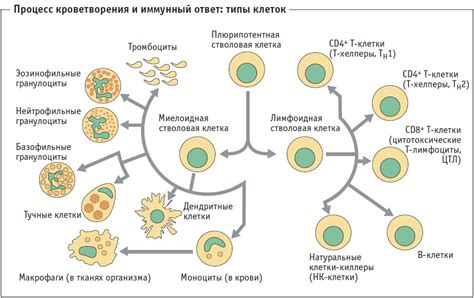 Роль иммунной системы