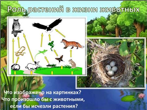 Роль растений и животных в поддержании экологического равновесия