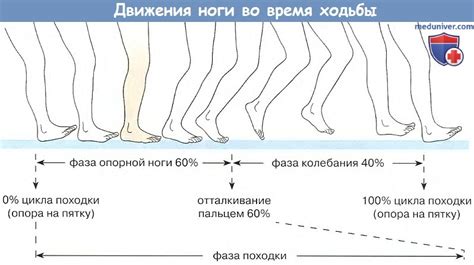 Роль стопы в поддержании равновесия