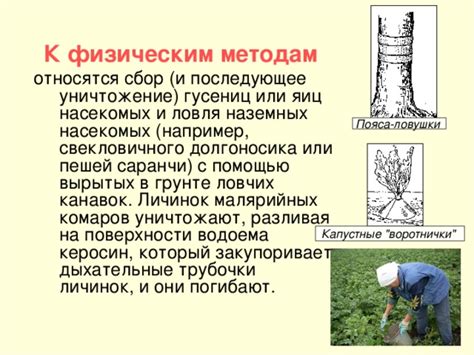 Ручной метод: сбор гусениц и их уничтожение