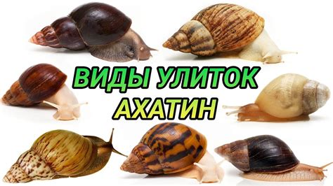 Самостоятельная репродукция у ахатин