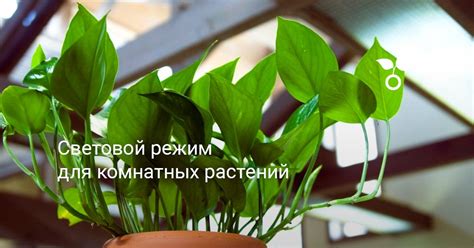 Световой режим для растений: секреты успешного выращивания