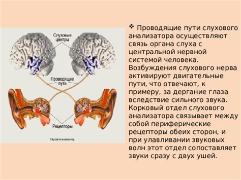 Связь жизненного стиля с состоянием ушей и слуха