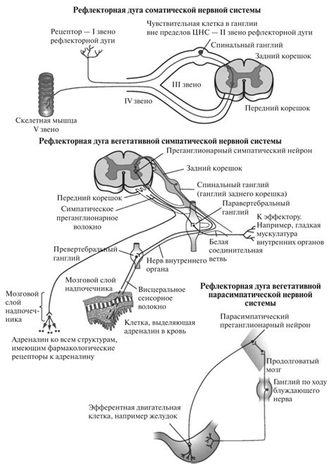 Связь с обонянием и нервной системой