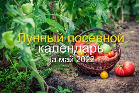 Сезонное расписание посева и ухода