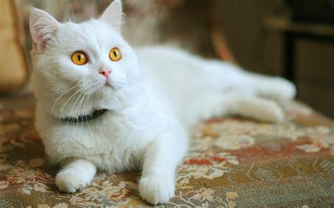 Символика кошек во сне