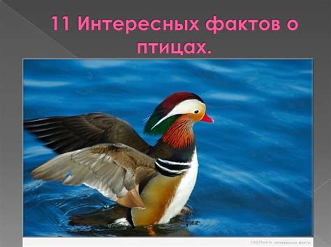 Смыслы сновидений о птицах