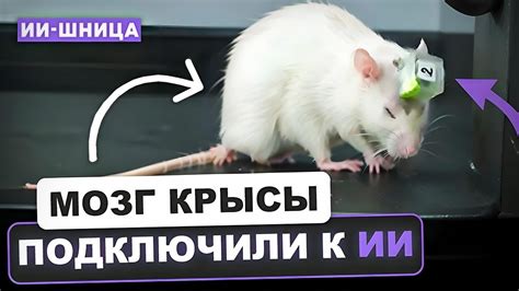 Сновидения с крысой: интерпретация
