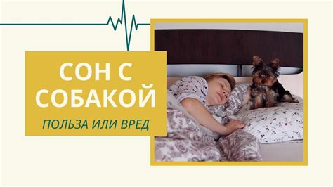 Сон с собакой: интерпретация сновидения