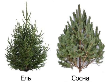 Сосна и ель: вечнозеленые деревья