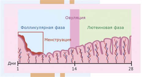 Состояние эндометрия