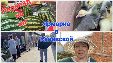 Социализация гусей и гагарочек