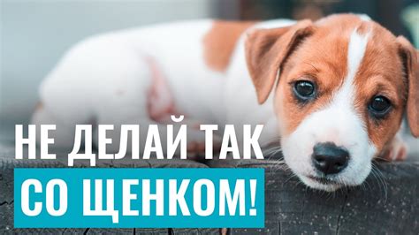 Специфика воспитания последнего щенка