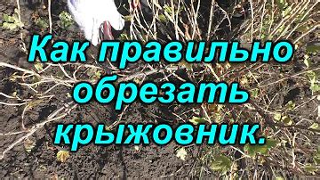 Способы обрезать верхушки