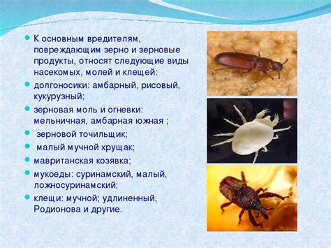 Способы профилактики от новых атак моли