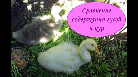 Сравнение гусей и гагарочек в качестве домашних питомцев