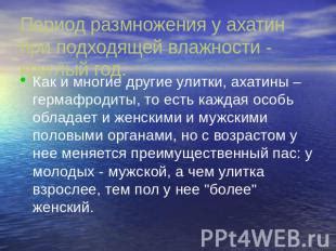 Сроки и частота размножения у ахатин