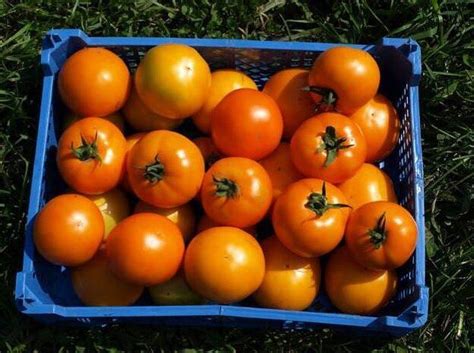 Сроки созревания плодов и урожайность