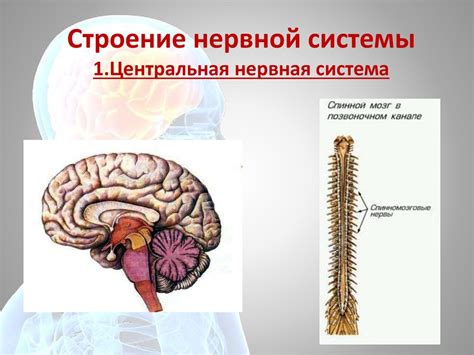 Стимуляция центральной нервной системы