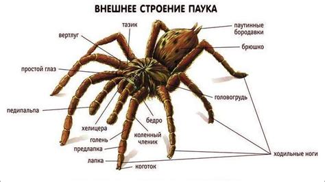 Строение тела паука