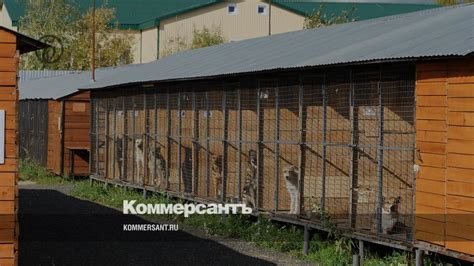 Строительство ловушек и приютов для белых лис