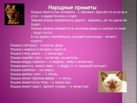 Суеверия связанные с гусеницей в доме