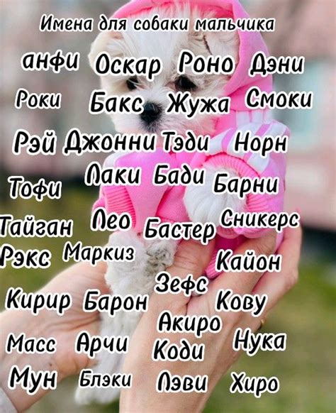 Толкование имени Рокки для собаки