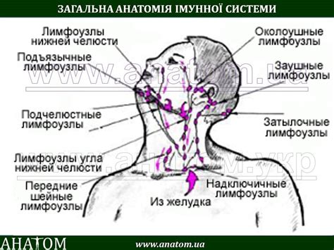 Увеличенные лимфоузлы у грудничка