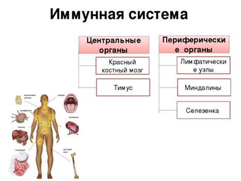Усиленная работа иммунной системы