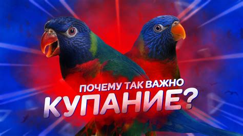 Уход за птицами