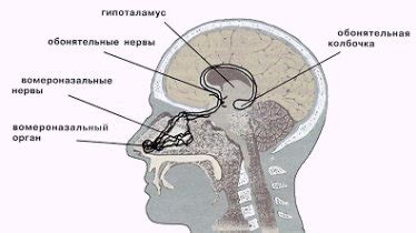 Феромоны и их влияние